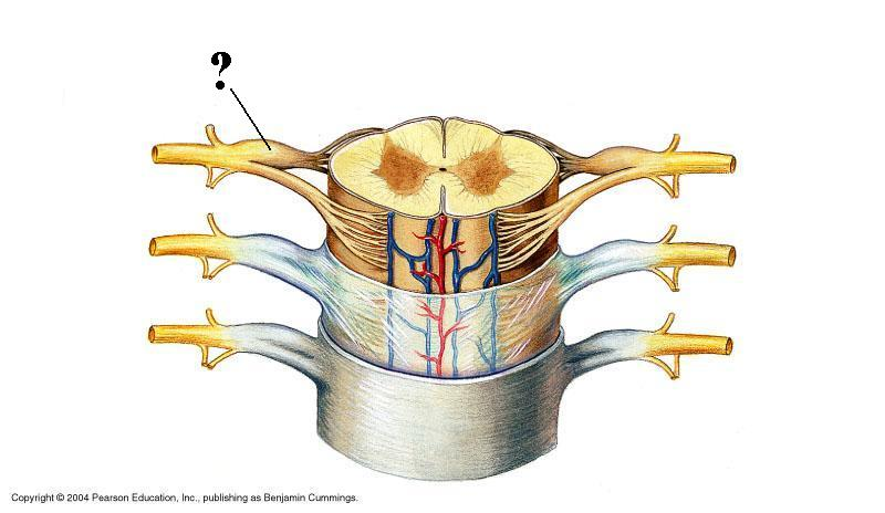 <p>Identify the indicated structure</p>