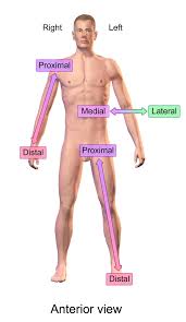 <p>Distal</p>