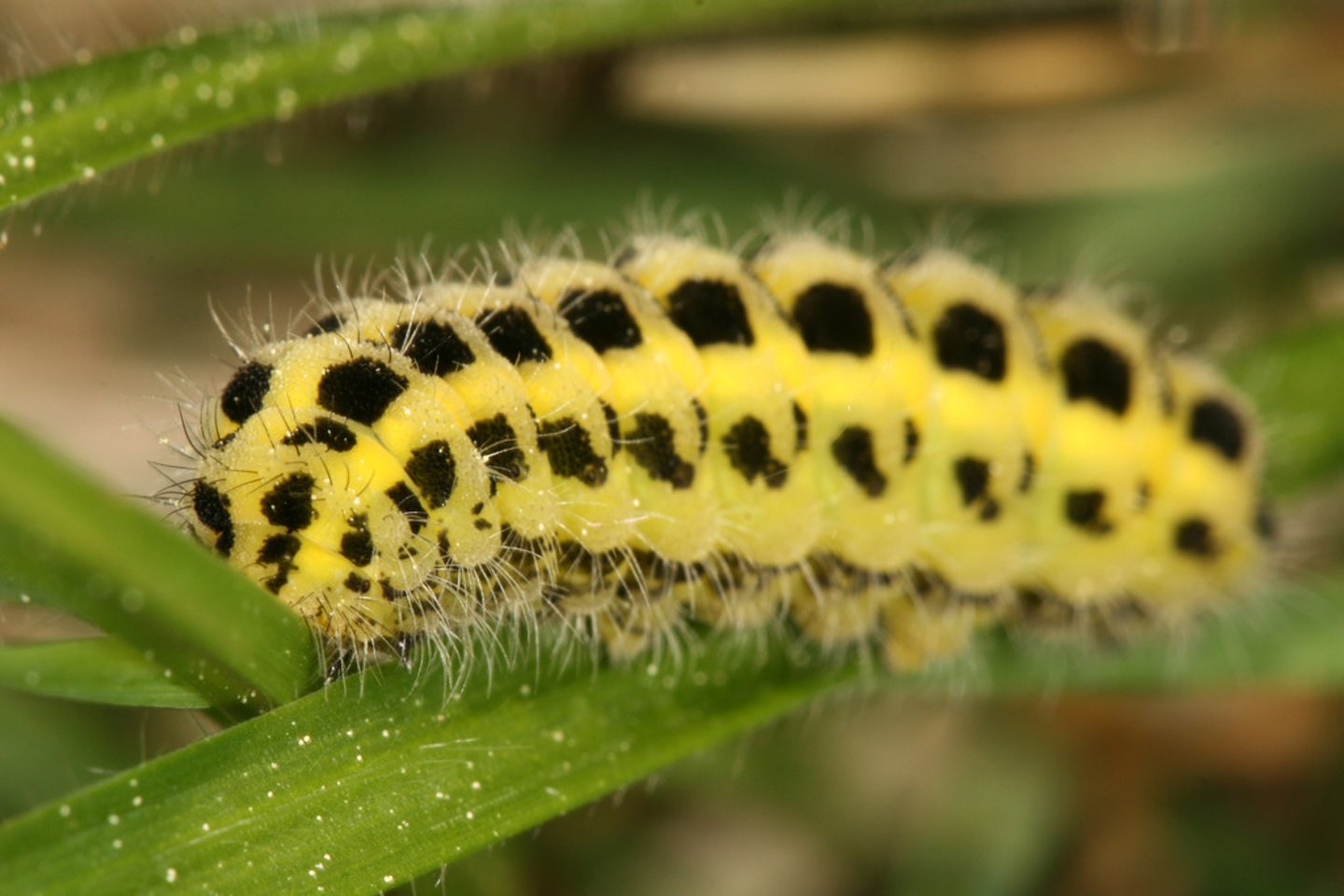 <p>caterpillar</p>
