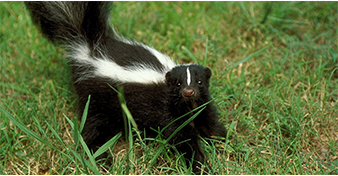 <p>What is the common AND scientific name of this mammal? </p>