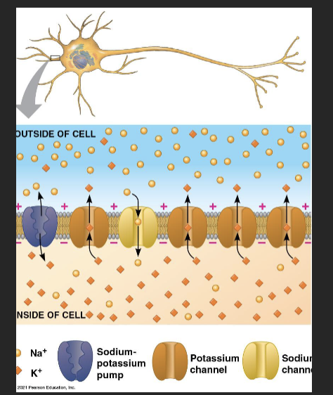 <p><span>• </span><span style="color: purple;"><strong>Ion channels</strong></span><span><br>• Allow ions to diffuse back and<br>forth generating the resting<br>potential<br>• Many </span><span style="color: purple;"><strong>open potassium channels</strong></span><span>;<br>few open sodium channels<br>•</span><span style="color: purple;"><strong> K+ diffuses out of cell and<br>negative charge builds up</strong></span><span> within<br>neuron</span></p>
