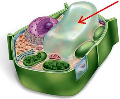 <p>in plant cells it provides storage and structure, stores excess waste</p>