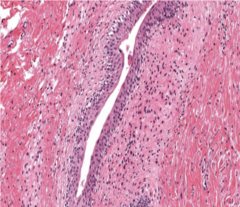 <p>Identify the type of epithelia</p>