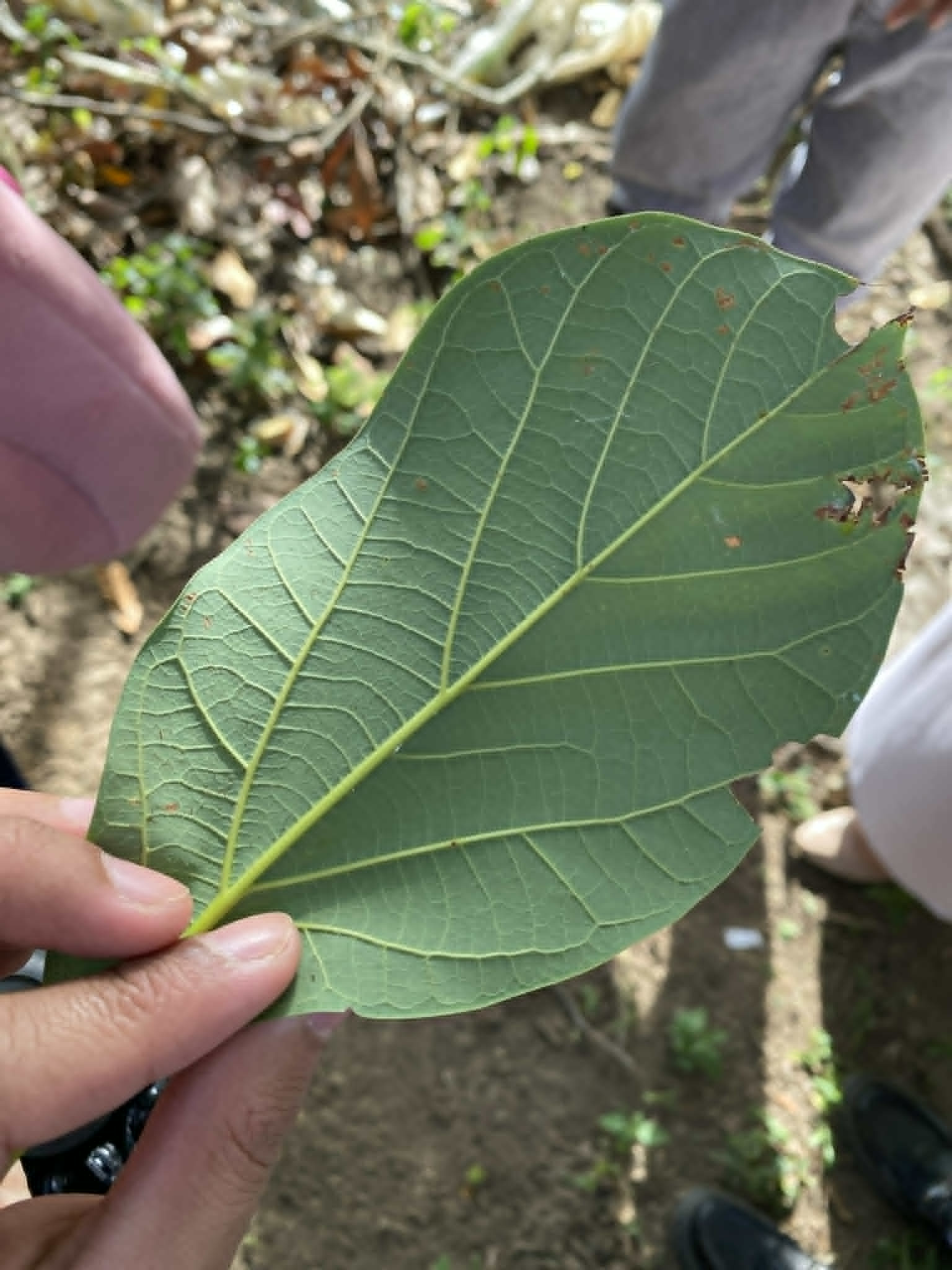 <p>Abukado/Avocado</p><p>Lauraceae</p><p>Tree</p><p>Sexual</p><p>Perennial</p>