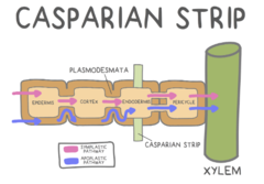 <p>through the cell's cytoplasm</p>