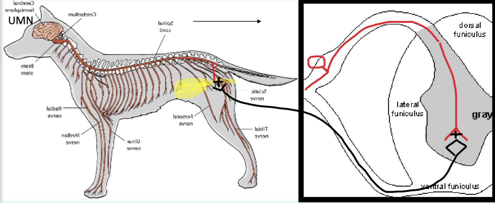 <p>What nerve is this reflex action of?</p>