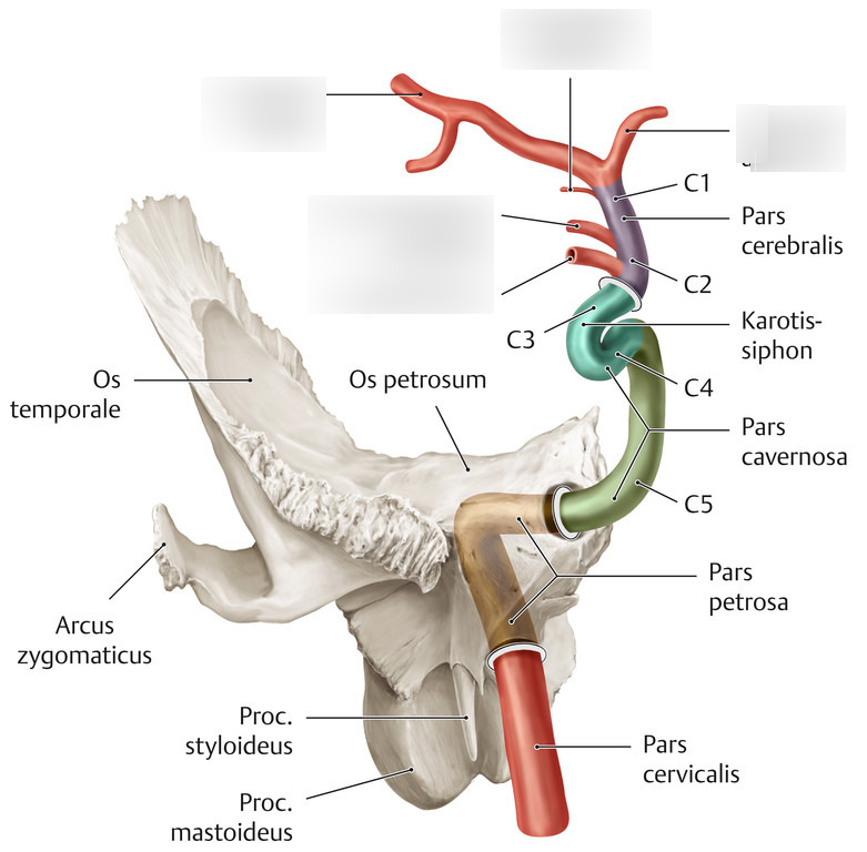 <p><span style="color: red;"><strong>arteria carotis interna </strong></span></p><p>az agyvelő elülső részét látja el, négy fő szakasza van</p>