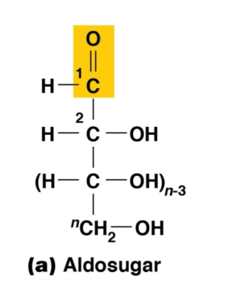 <p>aldosugar with a terminal carbonyl group</p>