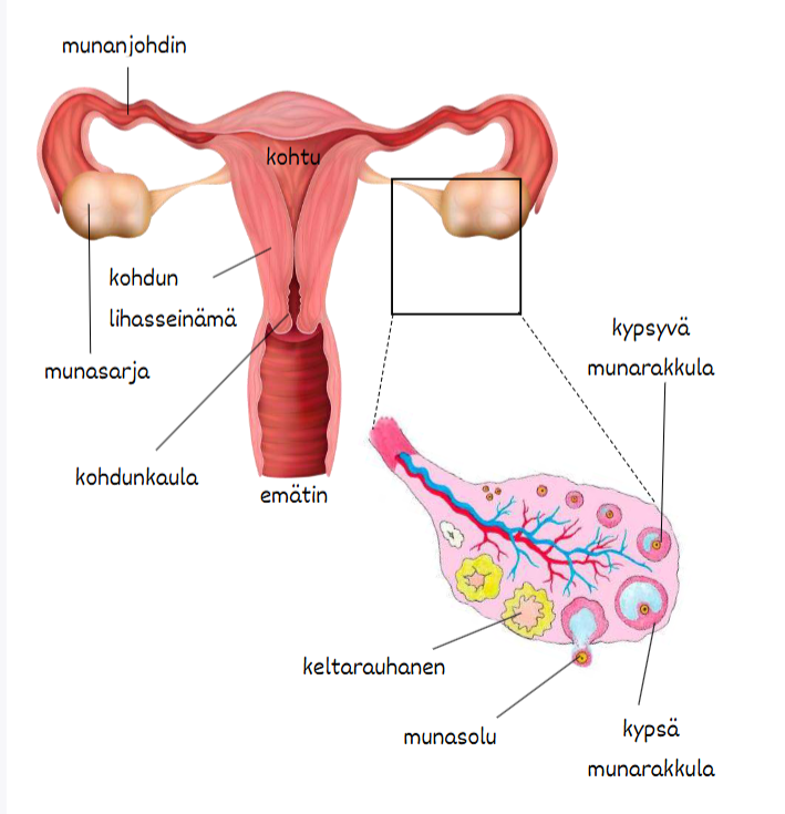 <ul><li><p>Munasolu kehittyy <strong>munarakkulan (follikkelin) sisällä munasarjassa</strong>.</p></li><li><p><strong>FSH-hormoni</strong> stimuloi munarakkulan kasvua ja munasolun kypsymistä.</p></li><li><p>Kypsyvä munarakkula kasvaa ja munasolu kehittyy sen sisällä.</p></li><li><p>Kun munasolu on kypsä, <strong>LH-hormonin nousu käynnistää ovulaation</strong>.</p></li><li><p><strong>Kypsä munasolu irtoaa munarakkulasta</strong> ja siirtyy munanjohtimeen.</p></li><li><p>Tyhjentynyt munarakkula muuttuu <strong>keltarauhaseksi</strong>, joka alkaa tuottaa <strong>progesteronia</strong>.</p></li></ul><p></p>