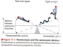 <p>When trying to conserve energy and replenish bodily resources</p>