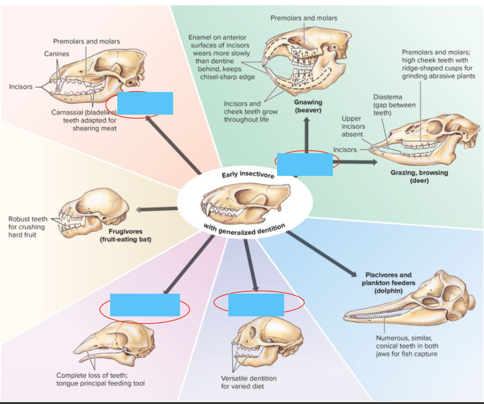<p>Feeding specializations</p>