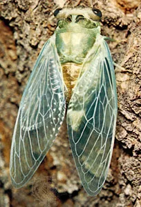 <p>what order is this insect found in?</p>