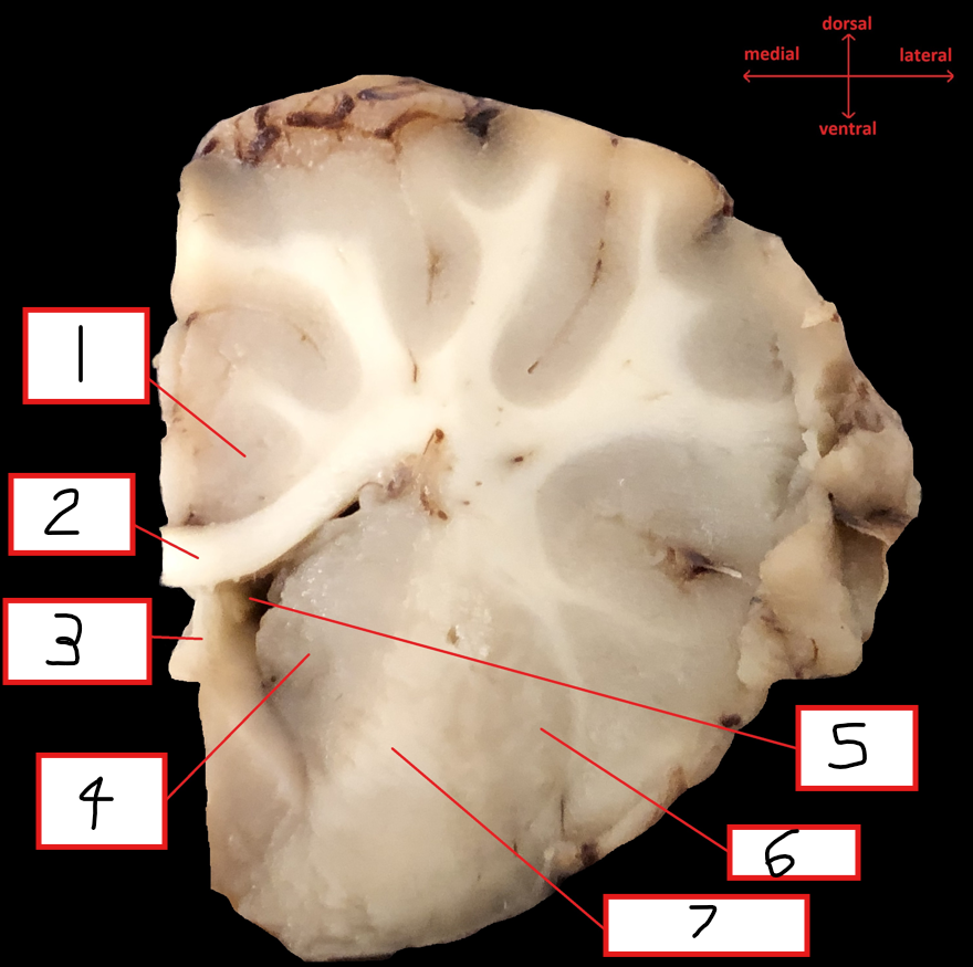 <p>7</p>