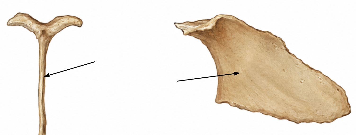 <p>what is the arrow pointing to?</p>