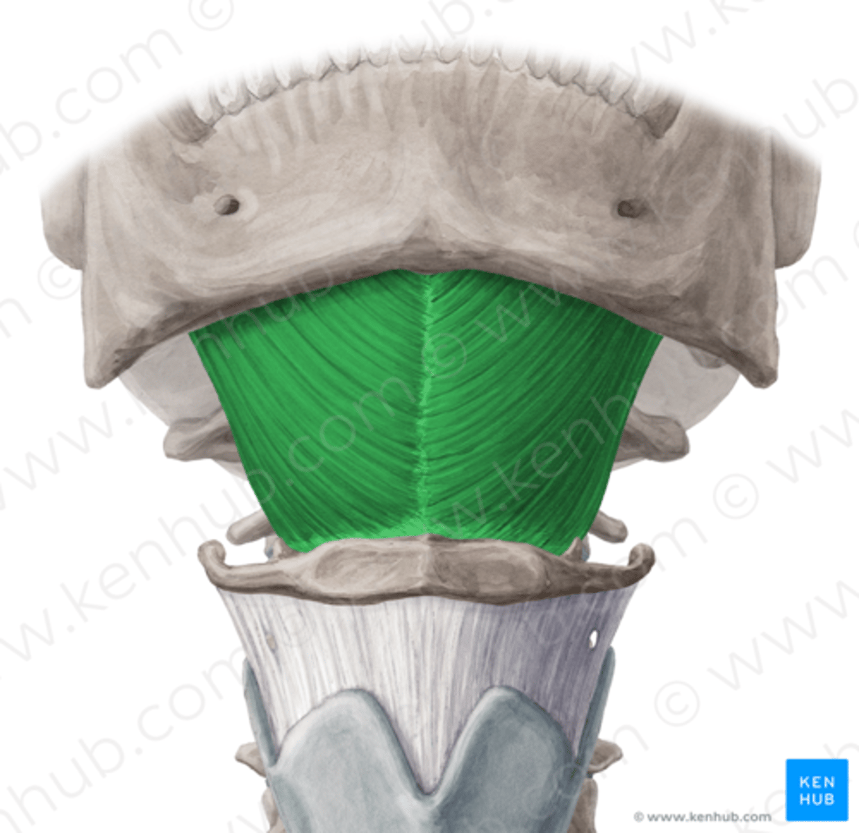<p>origin: mandible</p><p>insertion: hyoid bone</p><p>action: elevates hyoid</p>