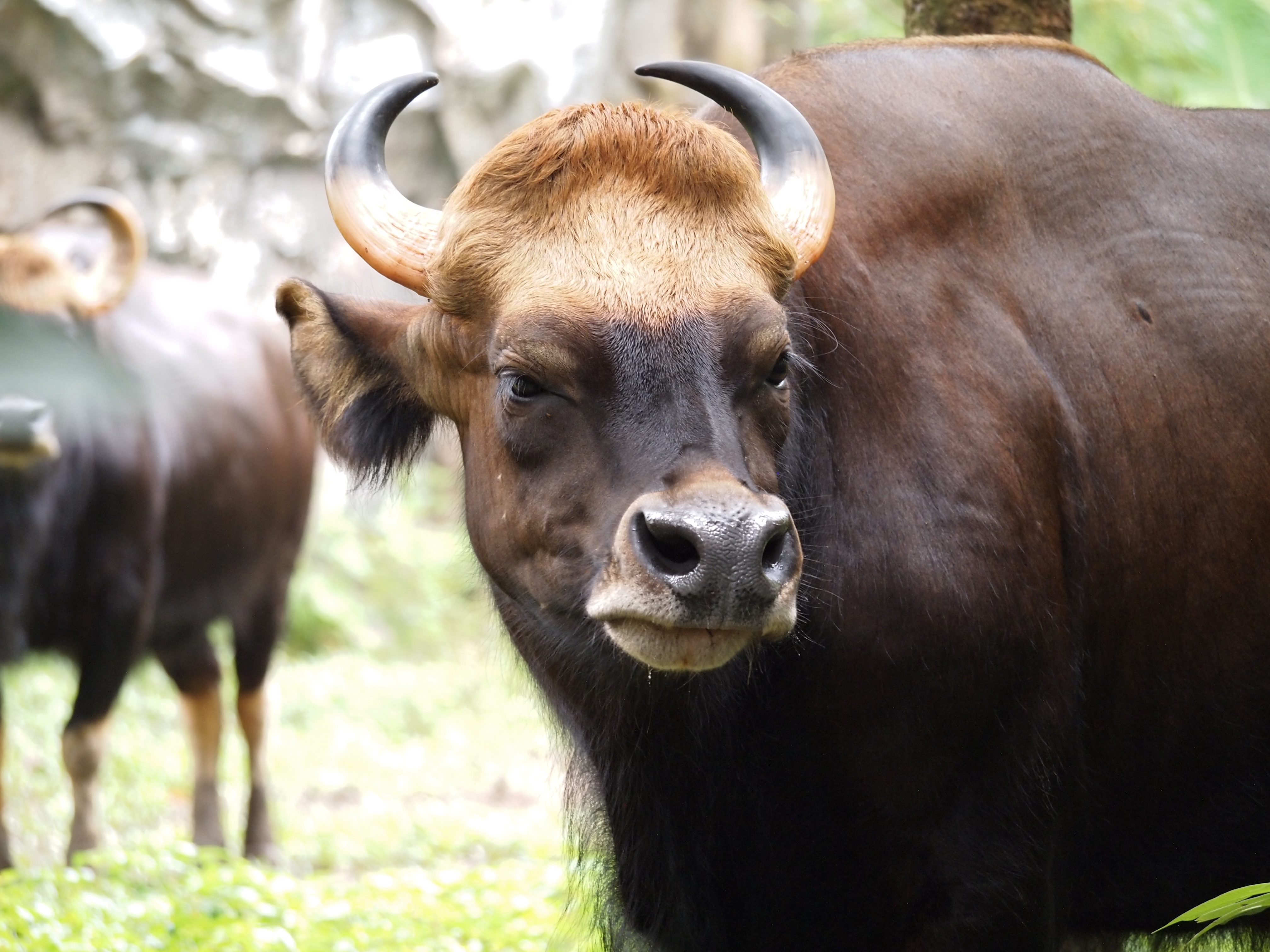 <p>To ensure that animal meat that is halal to eat becomes permissible for consumption according to Sharia.</p>