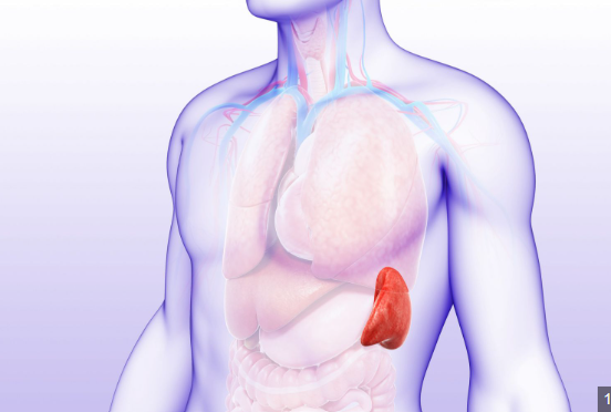 <p>Recycles dead blood cells, integral in immune system; Wind gate - by stomach, upper left of navel</p>