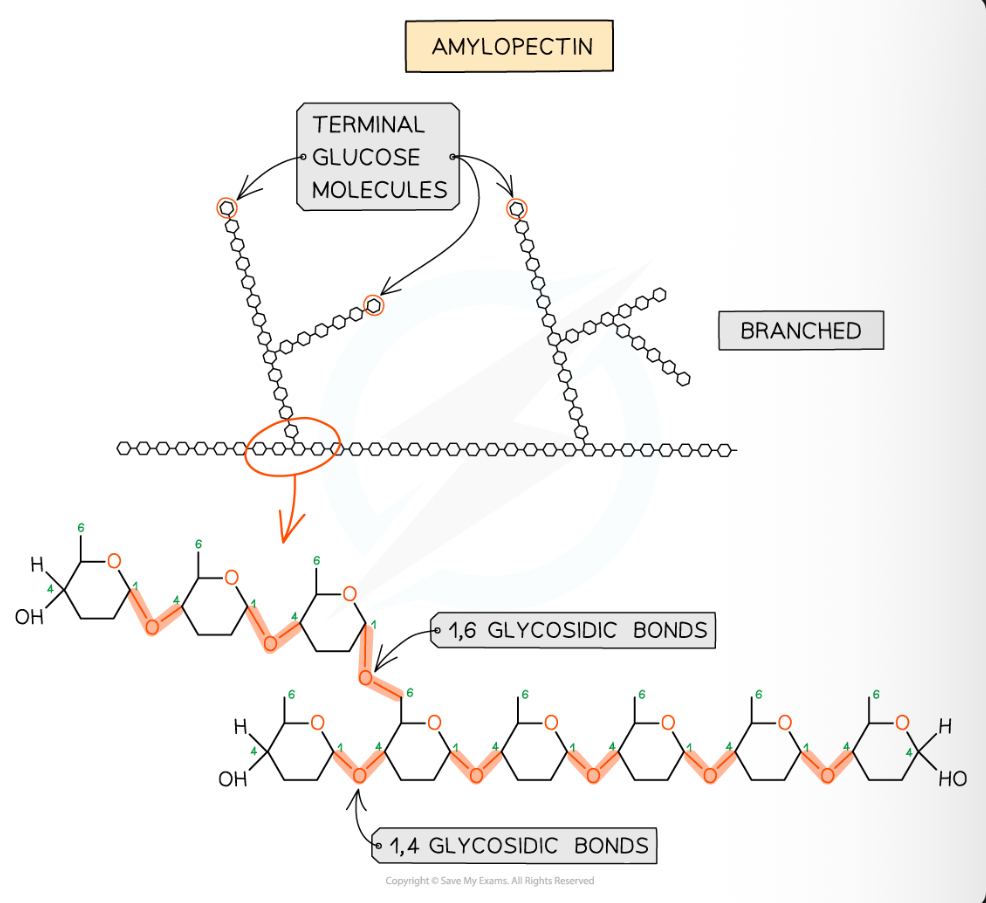<p>1,4 glycosidic bonds between alpha-glucose molecules</p><p>also 1,6 glycosidic bonds between glucose molecules</p><p>= branched molecule</p>