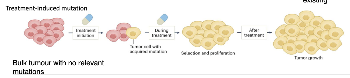 <ul><li><p>Tumour initially has <strong>no relevant resistance mutations</strong></p></li><li><p><strong>Exposure to treatment (agents)</strong> induces mutations in one or more cells</p></li><li><p>Mutations occur in <strong>key genes → resistant phenotype</strong></p></li><li><p>These cells are then <strong>selected and proliferate during treatment</strong></p></li><li><p>Leads to <strong>tumour regrowth after therapy</strong></p></li></ul><p></p>