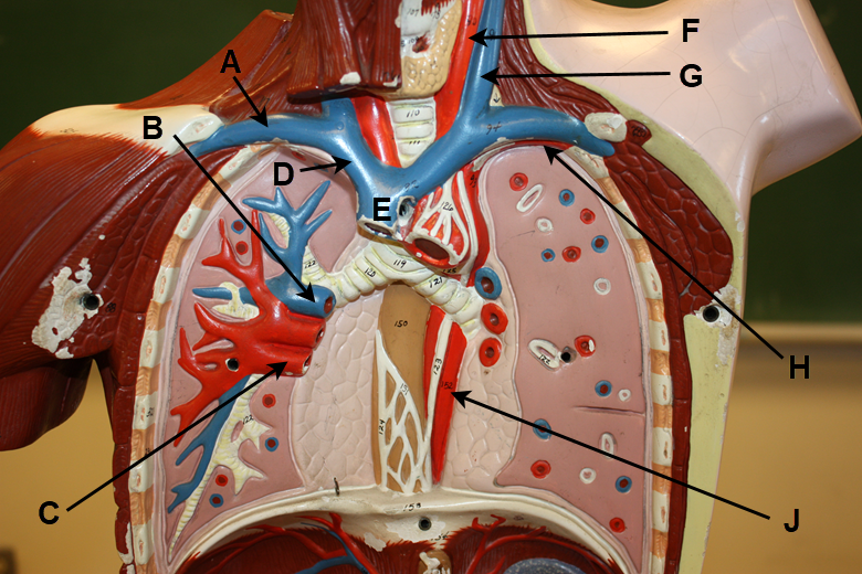 <p>In the image above, identify blood vessels A, B, C, D, E, F, G, H (it's red), and J. &nbsp;(There is no letter I.)</p>