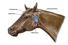 <p>FYI Guttural pouch from the outside.</p>