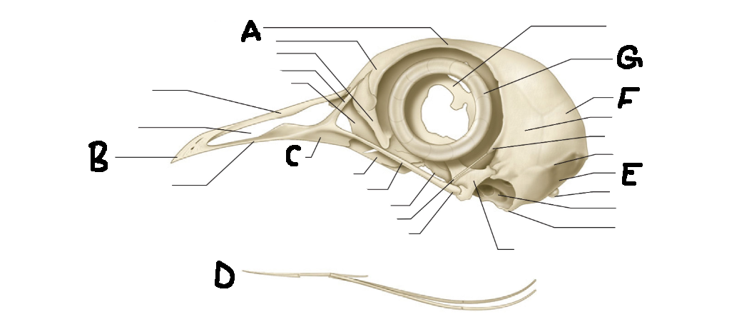 <p>G</p>