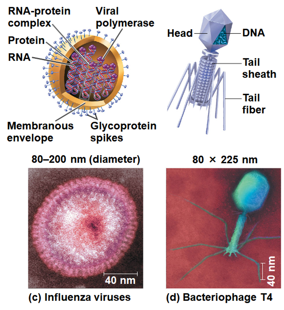 <p>“helical or icosahedral viruses”</p><p><span>protein shell surrounding the viral genome</span></p><ul><li><p>built from protein subunits (Capsomeres)</p></li></ul><p></p>