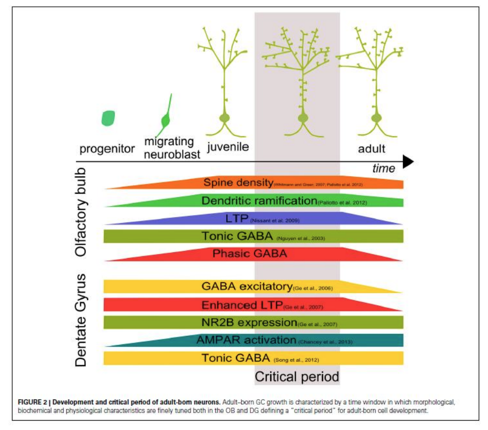 <ul><li><p>GABA in neurodevelopment </p></li><li><p>evidence suggests that GABAR are expressed early on</p></li><li><p>GABAergic signaling may be significant in early neurons</p></li><li><p>if we activate, neurogenesis should activate</p></li><li><p>or KO of GABAR would affect adult neurogenesis</p></li><li><p>review</p></li></ul><p></p>