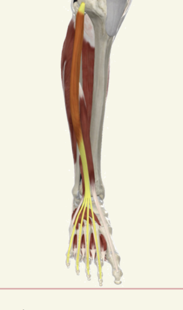 <p>extensor digitorum longus Actions</p>