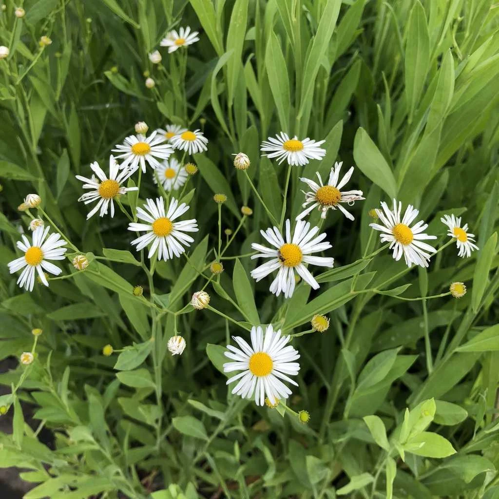 <p>white ray and yellow disc flowers</p><p>lance shaped, green/silver leaves</p><p>not lots of foliage near blooms</p>