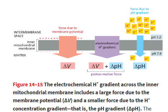 <p>The matrix becomes more basic (~pH 7.9) and the intermembrane space becomes more acidic (~pH 7.2), creating a pH gradient.</p><p></p><p>Protons accumulate in the intermembrane space, making it positive, while the matrix side becomes negative, forming a membrane potential.</p>