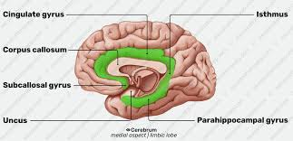 <ul><li><p><span>The uncus is a hook‑shaped bump on the medial temporal lobe</span></p></li><li><p><span>It is formed where the parahippocampal gyrus folds (hooks) around on itself at its anteromedial end</span></p></li></ul><p></p>