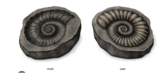 <p><span style="background-color: inherit; line-height: 18px; color: windowtext;"><strong>Fossils:</strong> the preserved remains/body, impressions or traces </span><span style="line-height: 18px; color: windowtext;">(RIT) </span><span style="background-color: inherit; line-height: 18px; color: windowtext;">of a dead organism</span><span style="line-height: 18px; color: windowtext;"> </span></p><p class="Paragraph SCXO47743944 BCX0" style="text-align: left;"><span style="line-height: 18px; color: windowtext;"> </span></p><ul><li><p class="Paragraph SCXO47743944 BCX0" style="text-align: left;"><span style="background-color: inherit; line-height: 20.7px; color: windowtext;"><strong>Mould fossil</strong> formed when a living thing decomposes underneath sediment, creating a cavity in the shape of the dead organism </span><span style="line-height: 20.7px; color: windowtext;"> </span></p></li><li><p class="Paragraph SCXO47743944 BCX0" style="text-align: left;"><span style="background-color: inherit; line-height: 20.7px; color: windowtext;"><strong>Cast fossil </strong>formed when a mould fossil is filled with sediment </span><span style="line-height: 20.7px; color: windowtext;"> </span></p></li></ul><p></p>