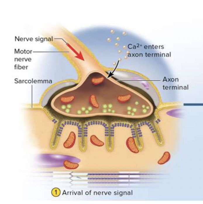 <p></p><p><strong>-excitation</strong></p><p><strong>arrival of nerve signal</strong></p>