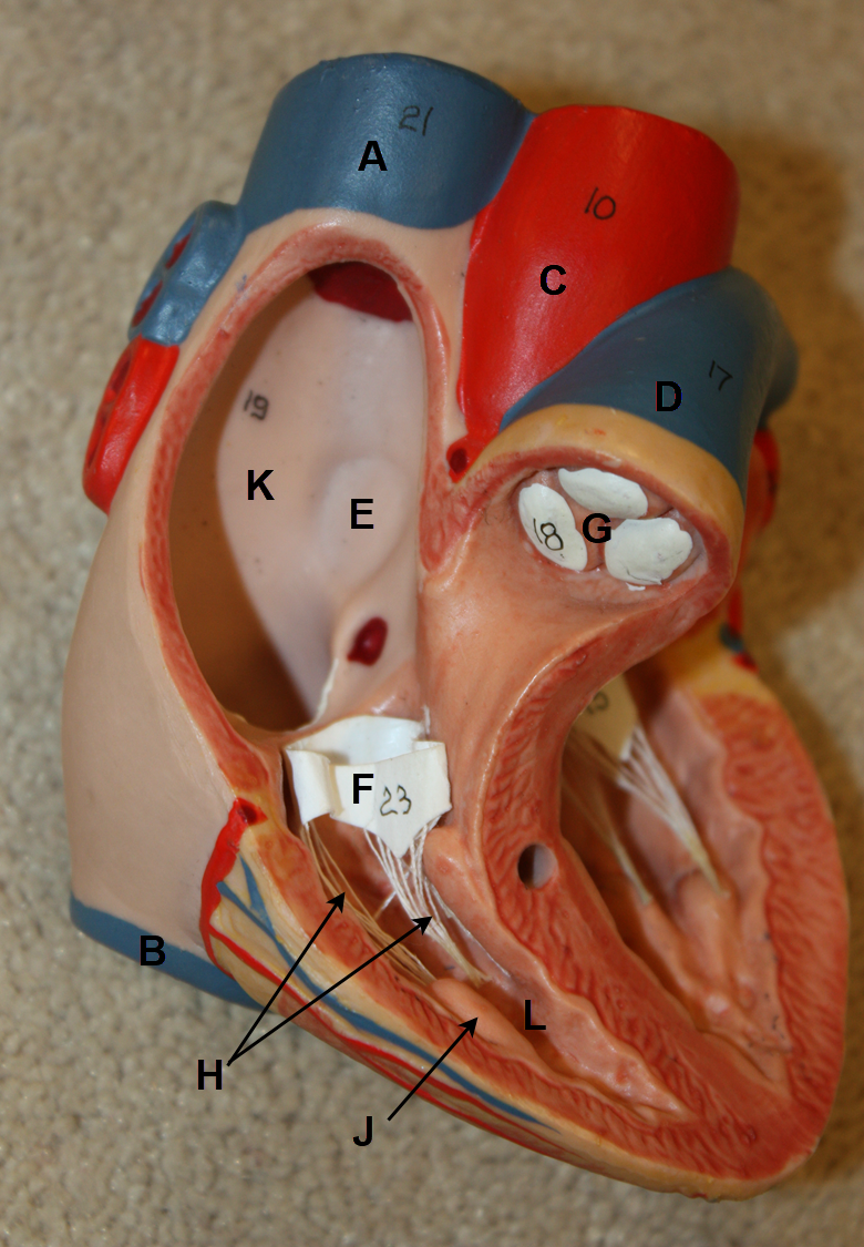 <p>I<span>n the images above and below, identify blood vessels A, B, C, and D; structures E, F, G, H, and J; and chambers K and L. &nbsp;(There is no letter I.)</span></p>