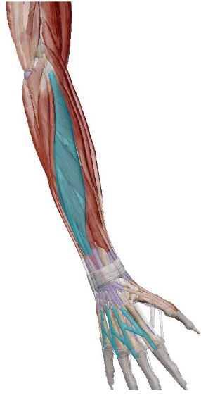 term image