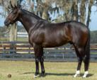 <p>welk type paard is dit</p>