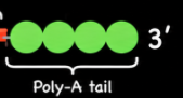 <p>What is a poly(A) tail?</p>