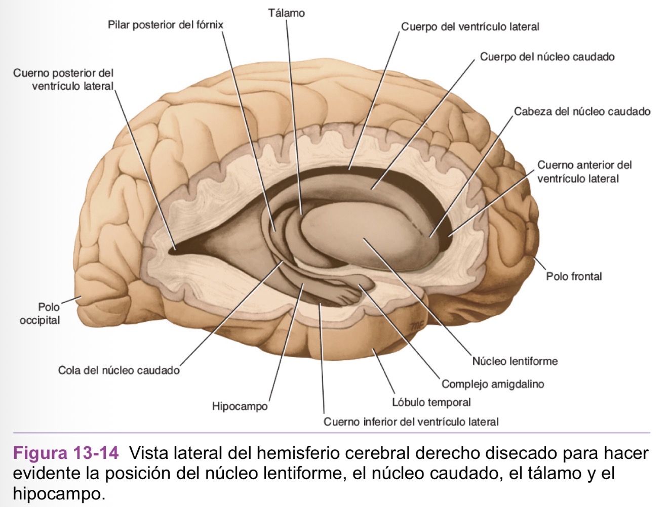 <ol><li><p>Es grande y redondeada</p></li><li><p>Forma la pared lateral del cuerno anterior del ventrículo lateral</p></li><li><p>Se continúa por debajo con el putamen del núcleo lenticular formando neoestriado</p></li><li><p>Por encima de la formación del neoestriado hay bandas de sustancia gris que pasan a través de la cápsula interna originando el aspecto estriado del cuerpo estriado</p></li></ol><p></p>