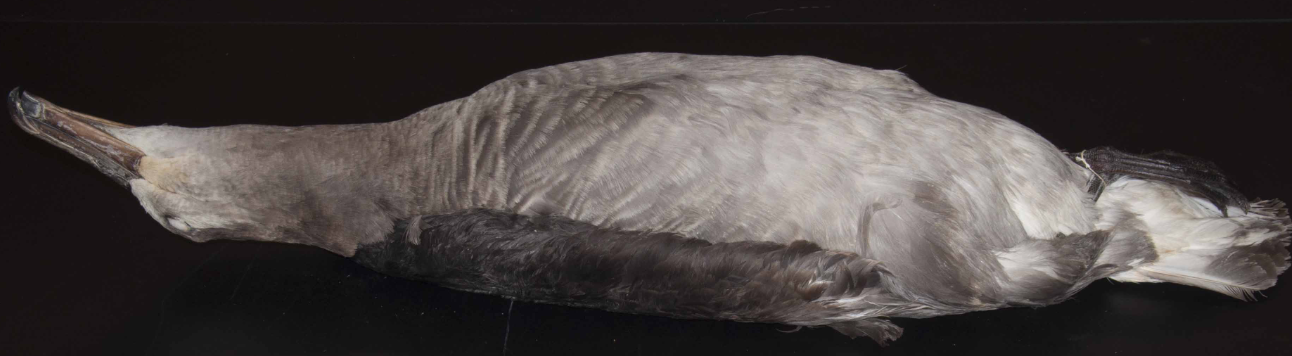 <p>Albatross </p>