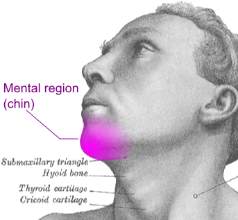 <p>mental region</p>