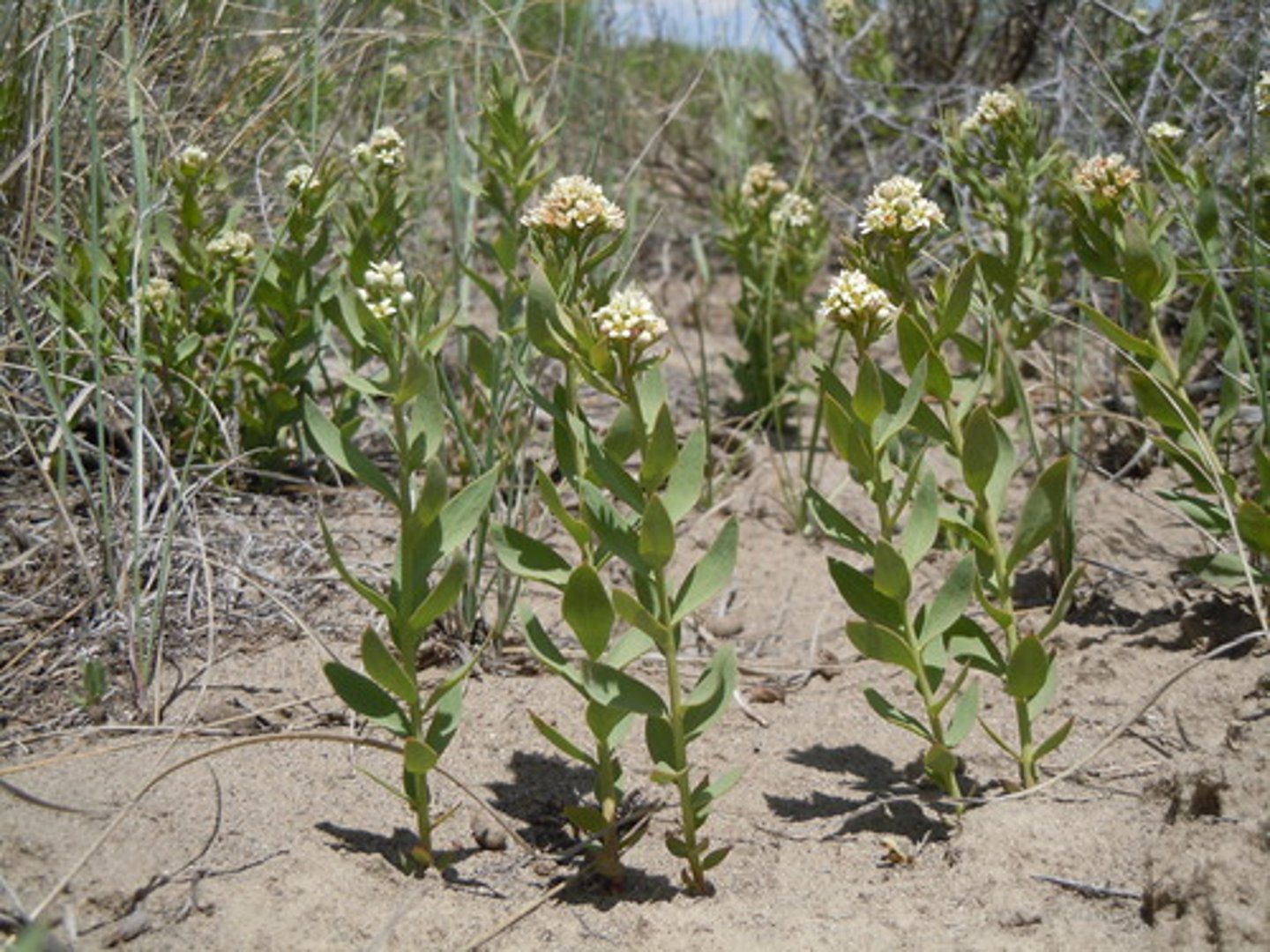 <p>Comandra umbellata</p>