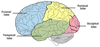 <p>What brain part is this?</p>