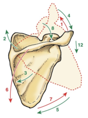 <p>The scapular into the red is...</p>
