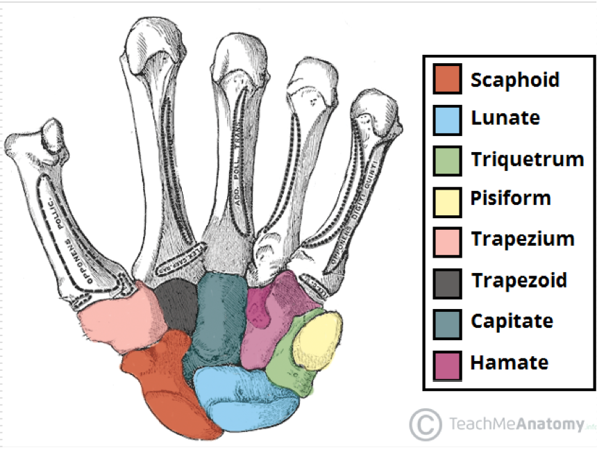 <p>8 carpal bones </p><p>Distal row, from the radial to ulnar side </p><ul><li><p>Trapezium - greater multi-angular</p></li><li><p>Trapezoid - Lesser multangular </p></li><li><p>Capitate - head-shaped </p></li><li><p>Hamate - hooked </p></li></ul><p></p>