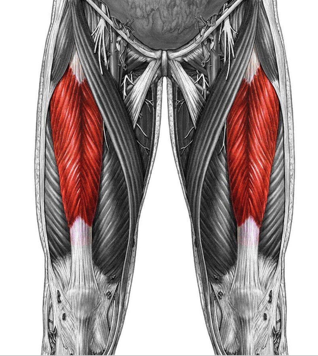 <p>flexes thigh, extends leg</p>
