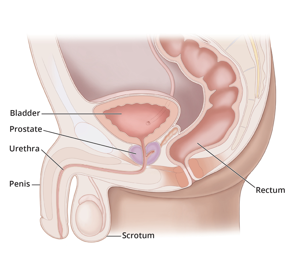 <p>Prostate Gland</p>