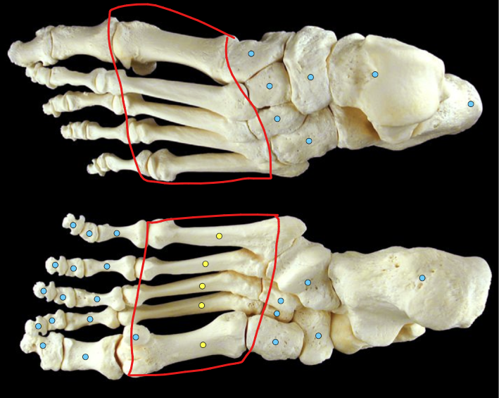 <p>foot bones</p>