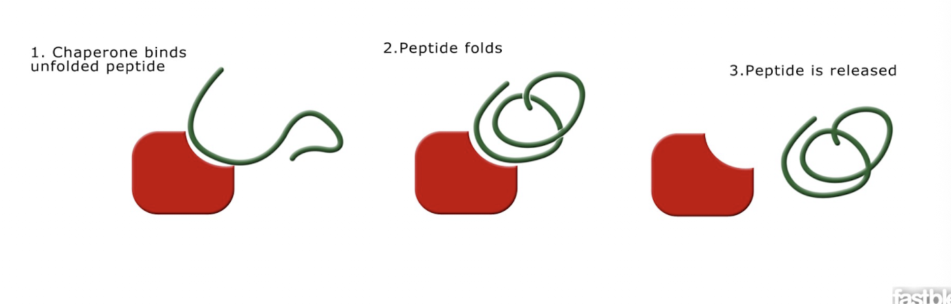 <p>-For many proteins, correct folding requires this</p><p>-Mediate the folding process, but do not become part of the final proteins</p>