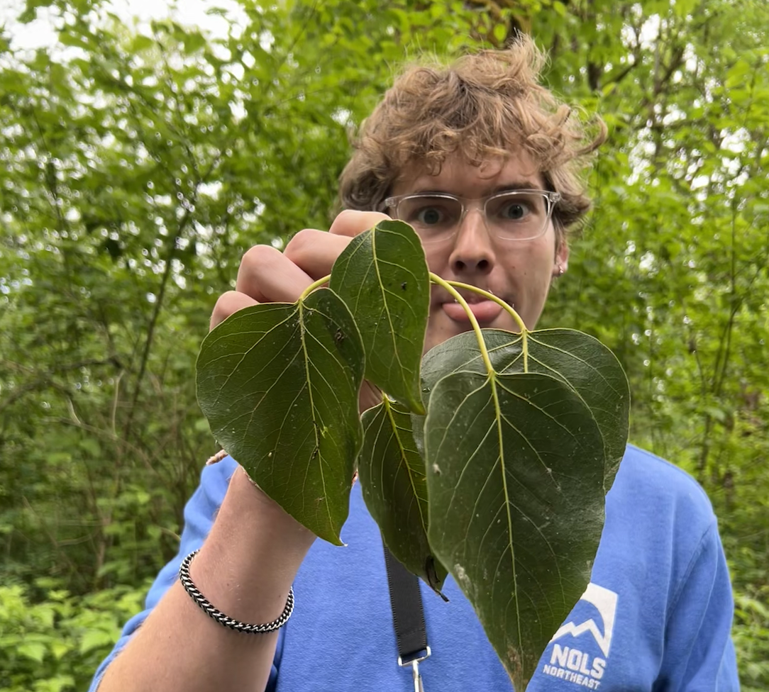 <p>dark, glossy-green upper surface and pale green underside. large leaves with a heart shape and fine serrated margins</p>